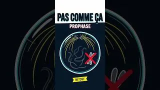 Miniature : Schéma mitose  la confusion des chromosomes en prophase