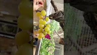 Miniature : Spyro l’iguane a une devinette pour vous. #reptiles #animals #shorts
