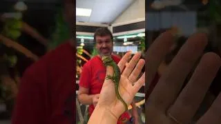 Miniature : On en aura jamais assez ! Arrivage exceptionnel de varans émeraude ! Varanus prasinus