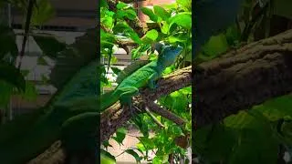 Miniature : Nos superbes adultes Basiliscus plumifrons 🔥
