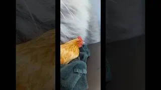 Miniature : Poule aux urgences !