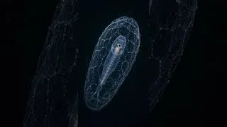 Miniature : 31 nouvelles espèces découvertes dans l’océan en seulement 2 semaines #faitsinteressants #animals