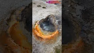 Miniature : #SHORT 31- GEYSER - YELLOWSTONE -USA - SURPRISE -VOYAGE EN TOUR DU MONDE  #vanlife #slowtravel