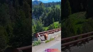 Miniature : #SHORT 30-OH MY GOD!BEAR ON THE ROAD-USA - YELLOWSTONE-VOYAGE EN TOUR DU MONDE  #vanlife #slowtravel
