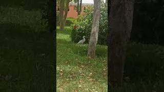 Miniature : à tiznit