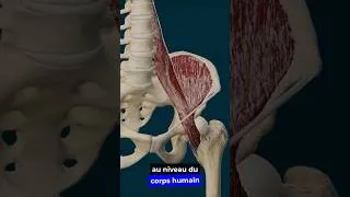 Miniature : Mal de dos ? Avez-vous pensé à votre Psoas ?