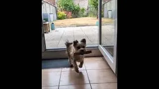 Miniature : Snoop-dog en pleine action!