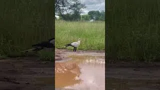 Miniature : Wild Life bird