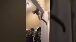 Miniature : The Impossible Cat