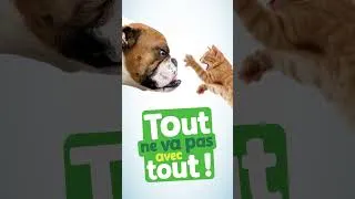 Miniature : Chien et chat? Piles et batteries dans le sac bleu? Tout ne vas pas avec tout...
