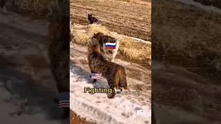 Miniature : Un bon résumé du conflit US/Russie vu par le "sud global"