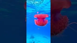 Miniature : Une erreur stupide avec cette méduse peut stopper ton cœur en 3 minutes. #meduse #survie  #danger