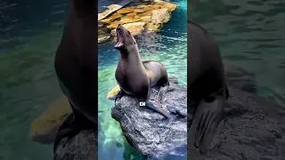 Miniature : Ce chiot des mers cache 18 abdos et un cri de zombie terrifiant !  #NatureIncroyable #SecretOcean