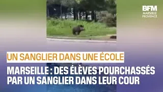 Miniature : Marseille: un sanglier filmé en train de courir vers des élèves dans la cour d’une cité scolaire