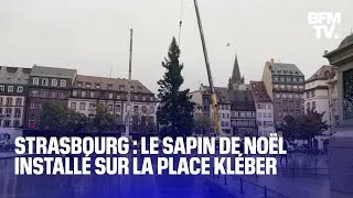 Miniature : Le sapin de Noël de Strasbourg est arrivé sur la place Kléber