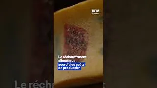 Miniature : La canicule, un danger pour… la production de fromage AOP