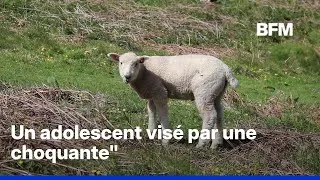 Miniature : Un adolescent visé par une plainte pour des faits susceptibles de relever de zoophilie