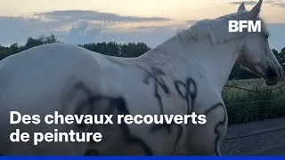 Miniature : Maltraitance animale: trois chevaux retrouvés blessés et tagués près de Valenciennes