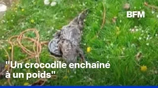 Miniature : Un pêcheur à l'aimant remonte le cadavre d'un crocodile à Roubaix
