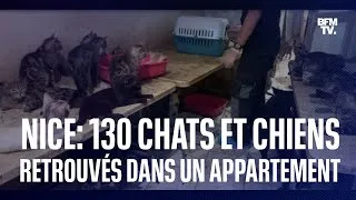 Miniature : 130 chats et chiens découverts dans un appartement à Nice
