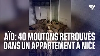 Miniature : 40 moutons retrouvés dans un appartement à Nice, destinés à être vendus pour l'Aïd el-Kebir
