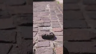 Miniature : Stop aux incivilités - Je respecte Biarritz - déjections canines