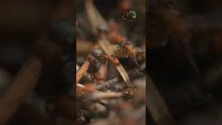 Miniature : L'intelligence de Ant, supérieure a l'homme?