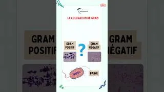 Miniature : Gram positif ou Gram négatif ? Une lame suffit
