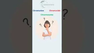 Miniature : Chromatine, Chromatide, Chromosomes : Ne Confondez Plus Jamais !