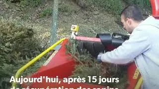 Miniature : OPERATION BROYAGE DE SAPINS
