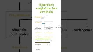 Miniature : #shorts  Hyperplasie Congénitale Des Surrénales : 21, 11β ou 17α ? Ne les confonds plus jamais