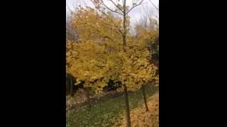 Miniature : 🍂 Vent d’automne 🍂