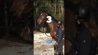 Miniature : Quelques questions à se poser quand on a un cheval trop maigre ! #cheval #nutrition #passioncheval