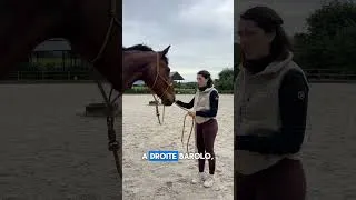 Miniature : Ca ressemble à ça chez vous aussi ? #cheval #horsemanship #ethologie #passioncheval #equitation