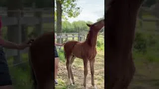 Miniature : Mignonnerie absolue...  #cheval #equestrian #poulain #elevage #chevalpassion