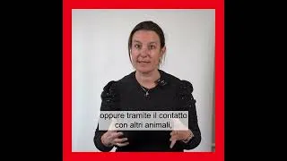 Miniature : Zoppina: Conosci la malattia che mette in ginocchio le pecore?