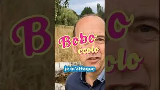 Miniature : Un gros bouleau