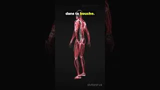 Miniature : Ton corps contient plus de bactéries que de cellules humaines