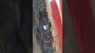 Miniature : les koulango de cote d'ivoire