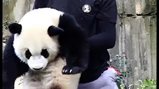 Miniature : Le panda géant est si mignon que vous voulez le ramener chez vous ?