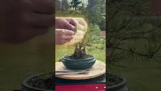 Miniature : PIN MUGO en Construction #bonsai