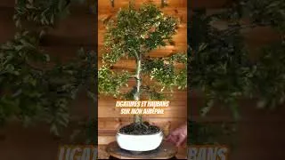 Miniature : #bonsai Aubépine #bonsaitree