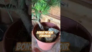 Miniature : Pin NOIR D’Autriche #bonsai #planetebonsai #bonsaitree