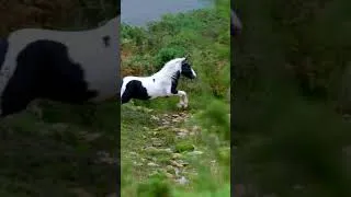 Miniature : Cet étalon part à la conquête de nouvelles juments ! 🐎  #animaux  #animals #cheval