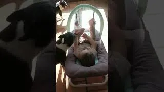 Miniature : Boston Terrier et enfant en bas âge