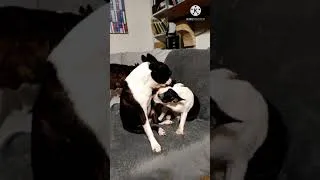 Miniature : Comportement du Boston Terrier