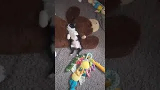 Miniature : baby Boston Terrier - Cute baby boston - Chiot Boston Terrier - Boston sleeping