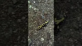 Miniature : Sur les traces de la Salamandre tachetée (#30)