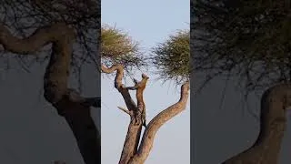 Miniature : The tree escape compilation 1 !