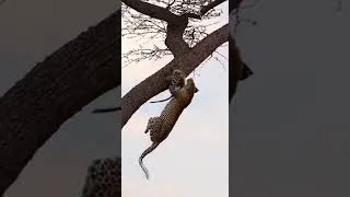 Miniature : The Leopard Finally Catches Up